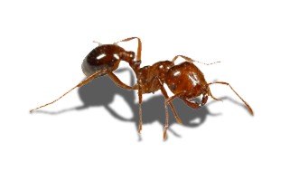 Fire Ant L
