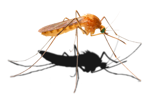 Mosquito L