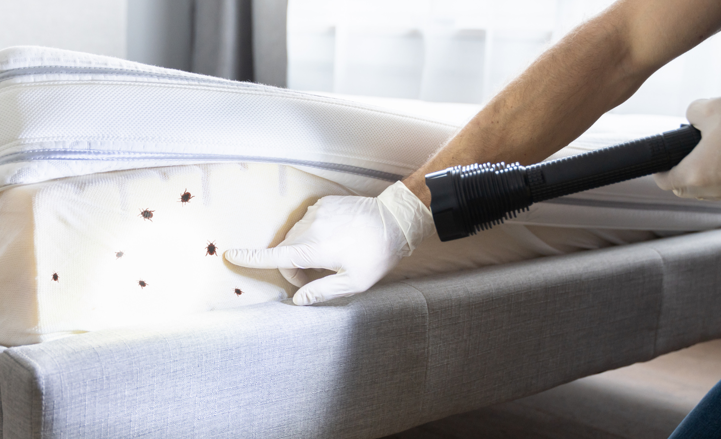 How Bed Bugs Spread and Why You Need to Stop Them