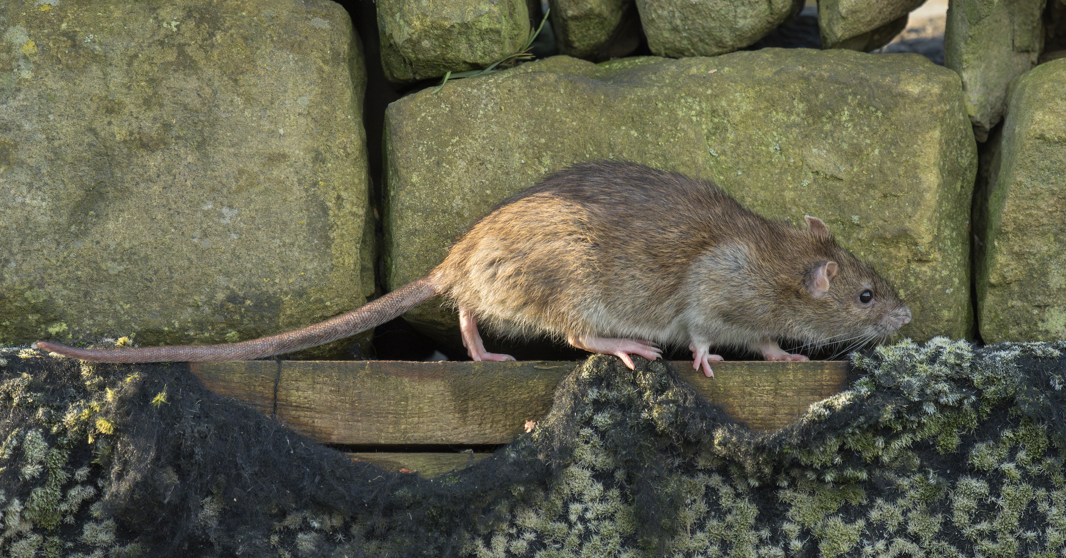 Rodent Control in Arkansas: Why Fall Is Bug Masters’ Busiest Season